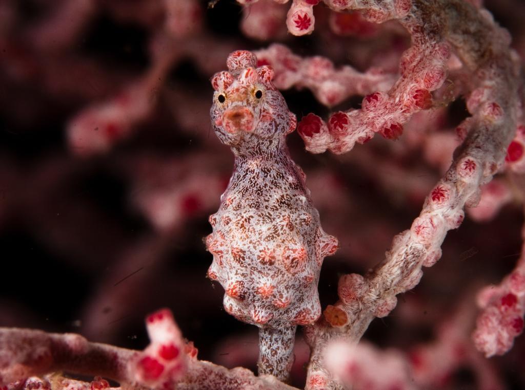 Evolution Dive And Beach Resort Logon Dış mekan fotoğraf